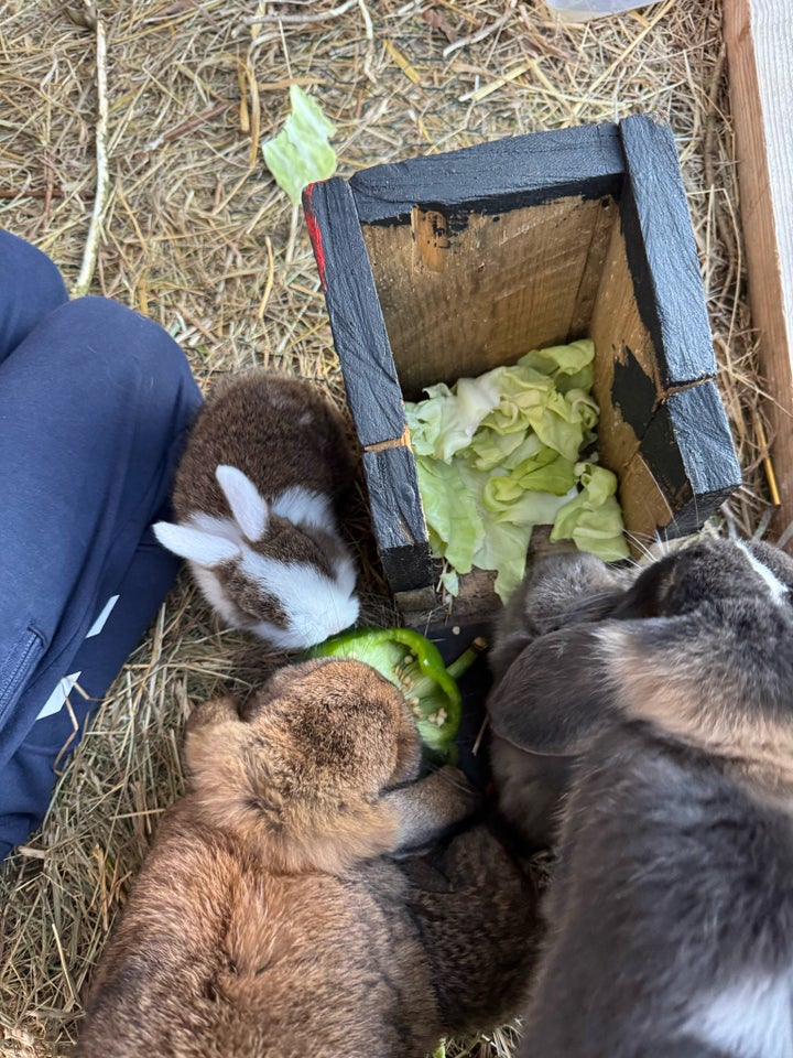 Kanin, Dværgvædder , 0 år