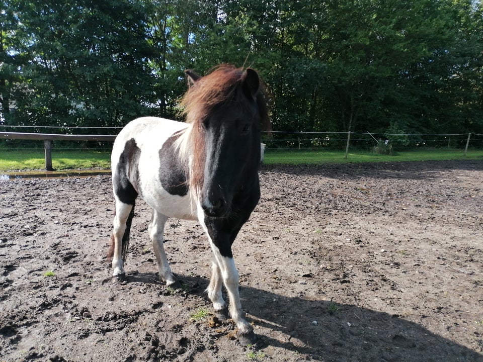 Islænder, hoppe, 4 år