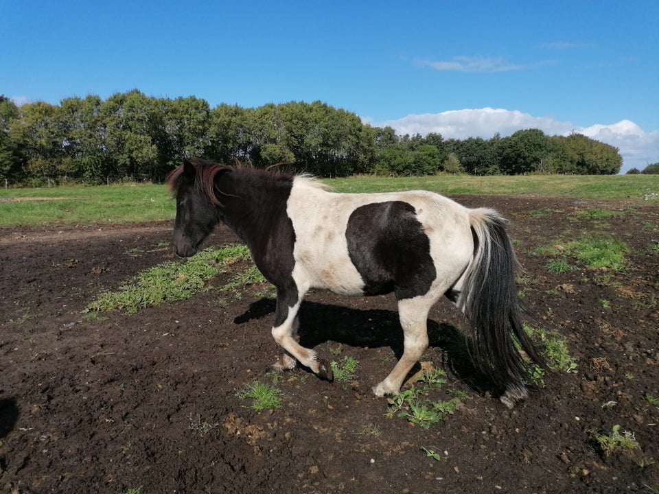 Islænder, hoppe, 4 år