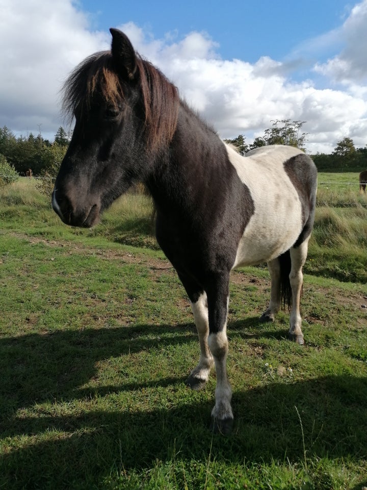 Islænder, hoppe, 4 år