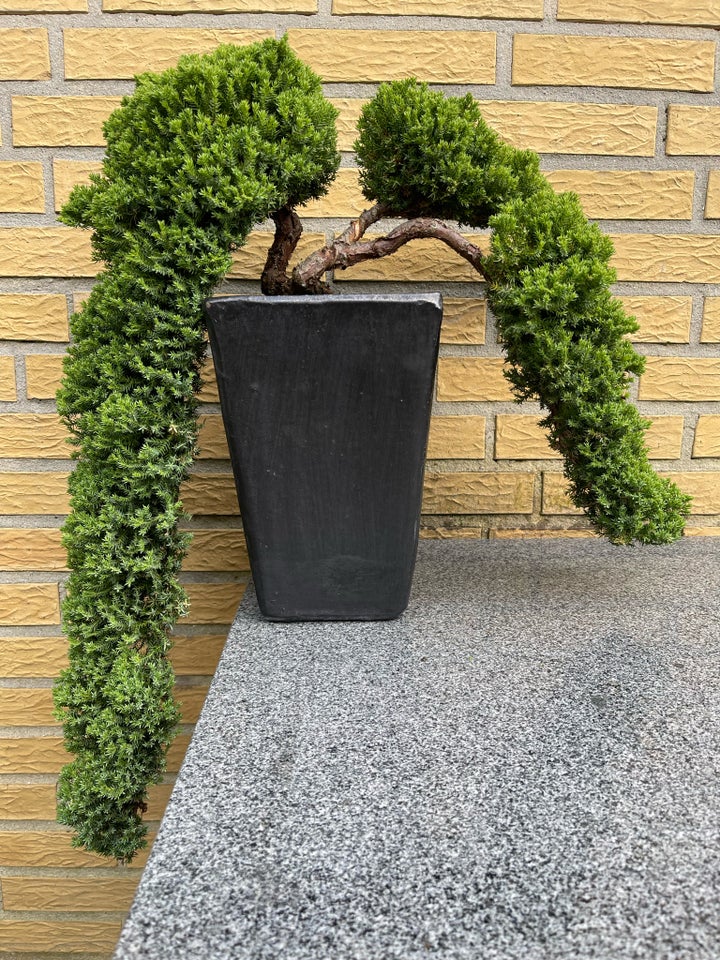 Bonsai Japansk dværg enebær