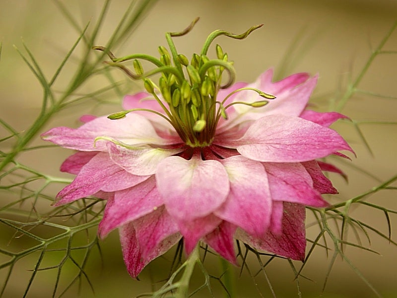 Persian Rose Jomfru I Det Grønne