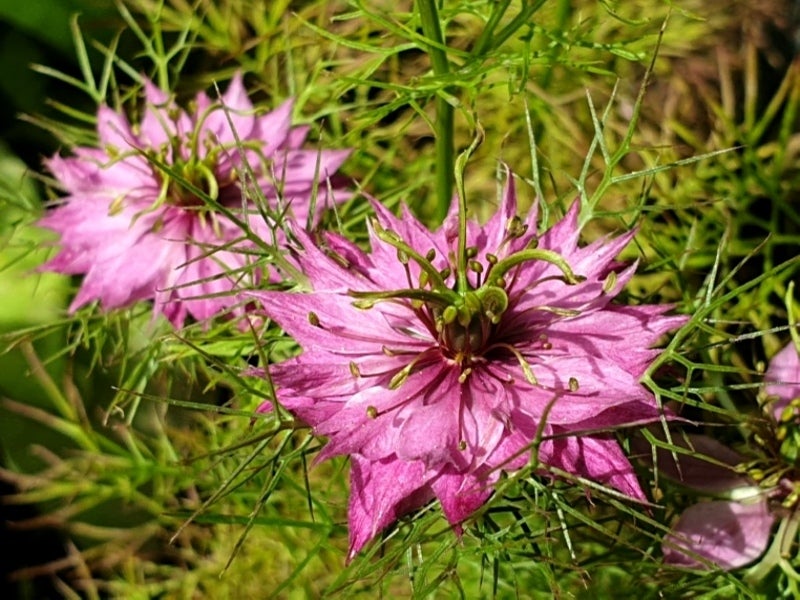 Persian Rose Jomfru I Det Grønne