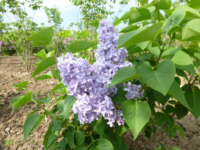 Prydbusk  Syringa Vulgaris