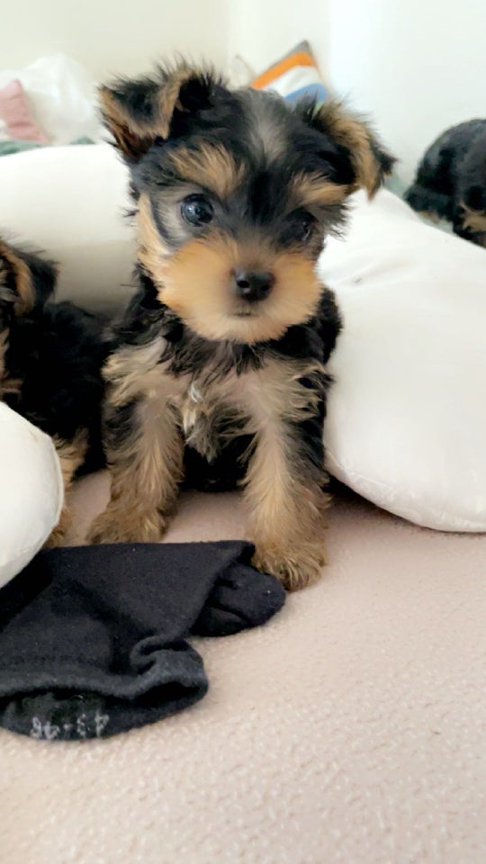 yorkshire terrier hvalpe