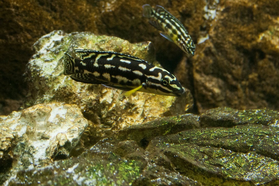 Julidochromis Marlieri "Kala" , 6