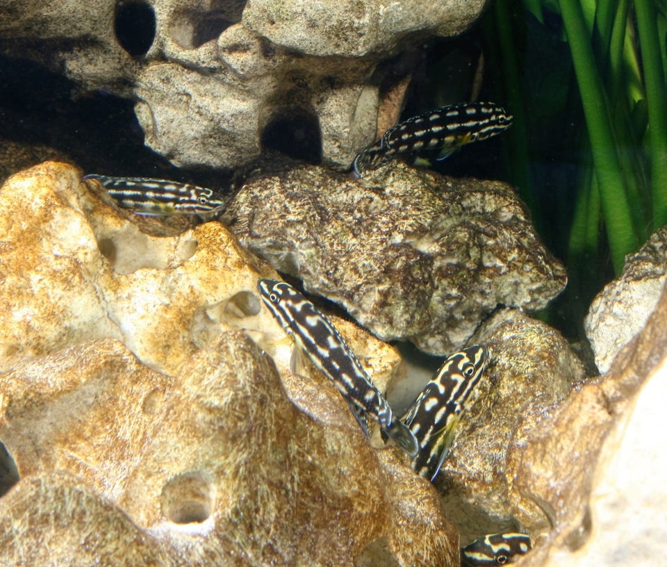 Julidochromis Marlieri "Kala" , 6