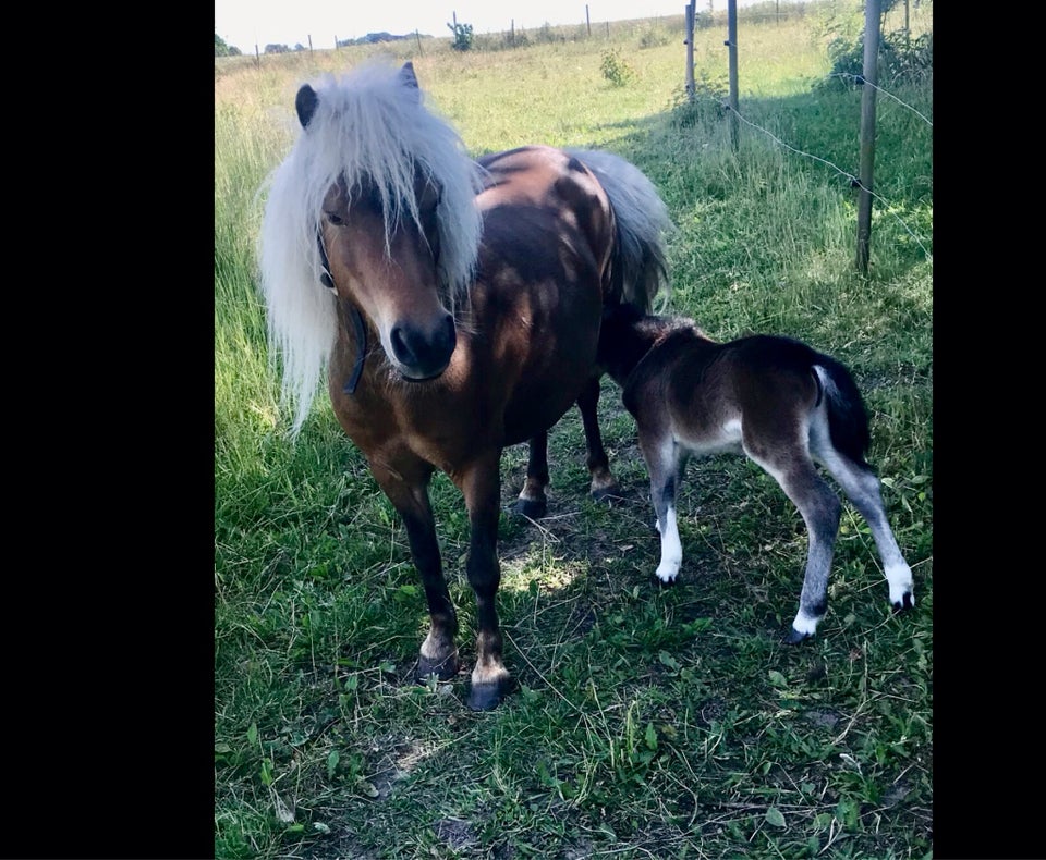 Shetlandspony hoppe 0 år