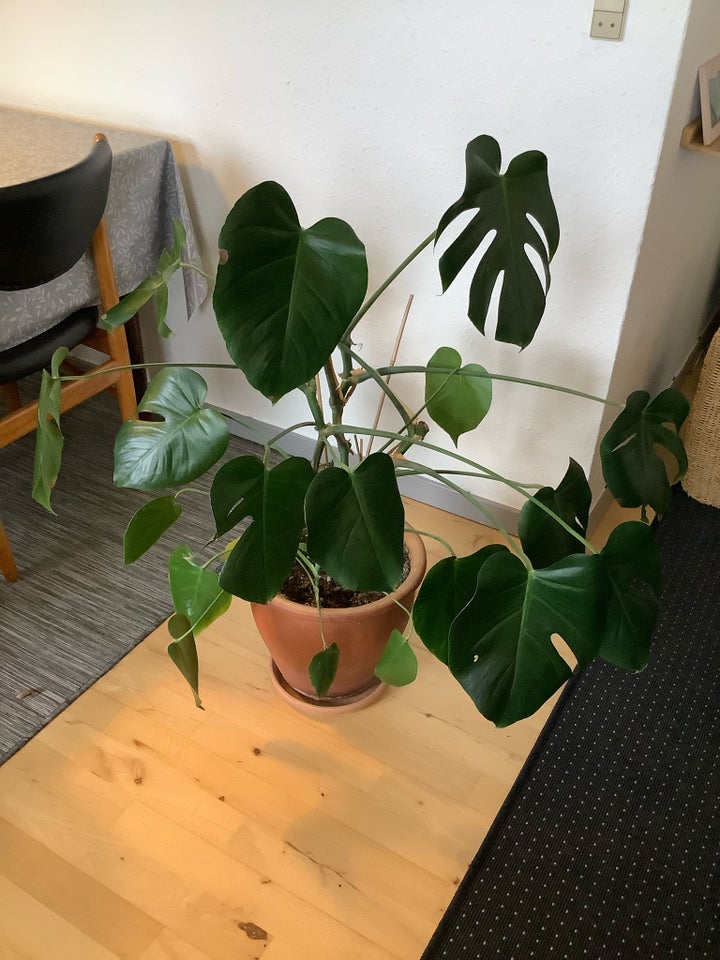 Stueplante, Monstera