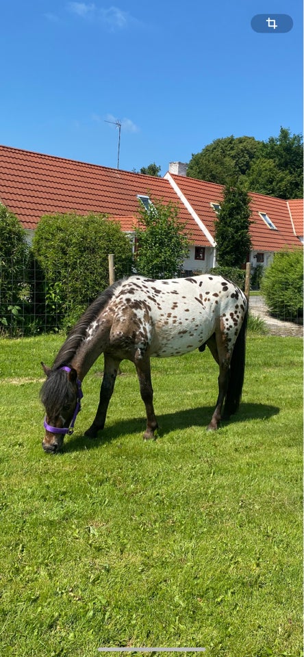 Knabstrupper hingst 2 år