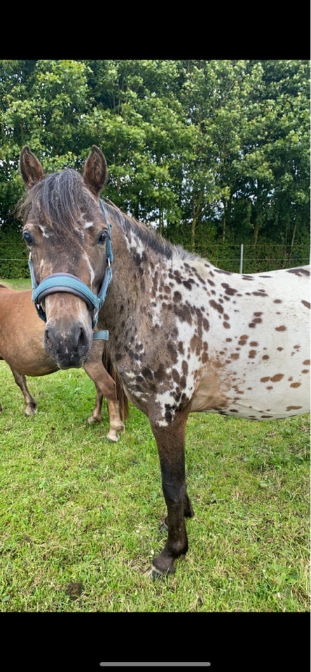 Knabstrupper hingst 2 år