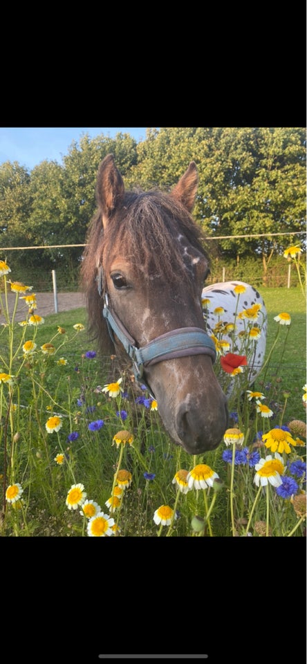 Knabstrupper hingst 2 år