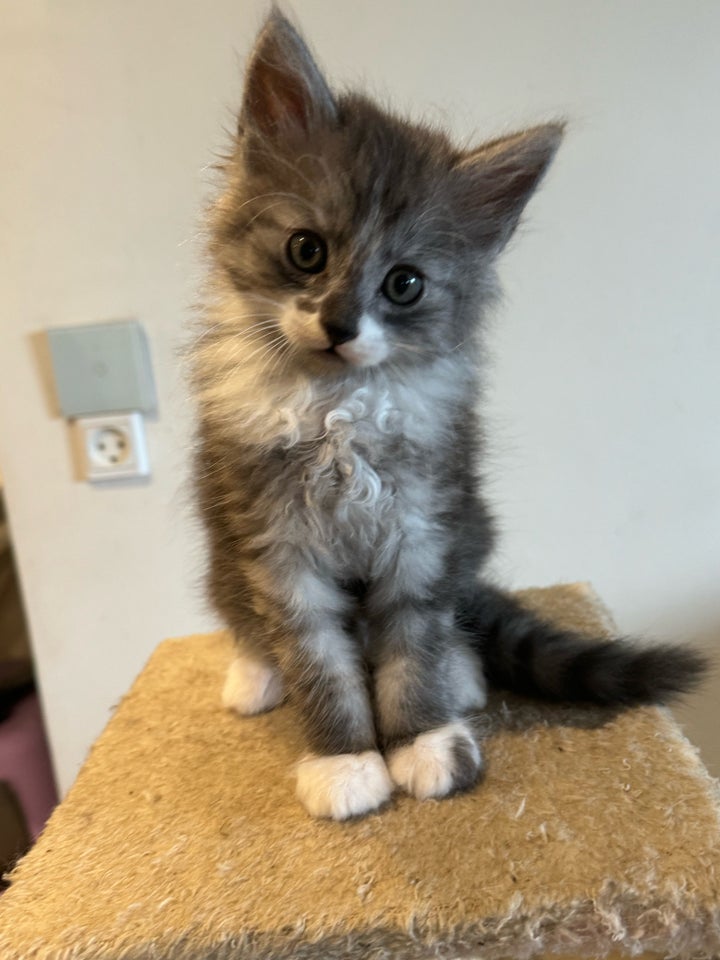 Hankilling, Angora-Maine coon