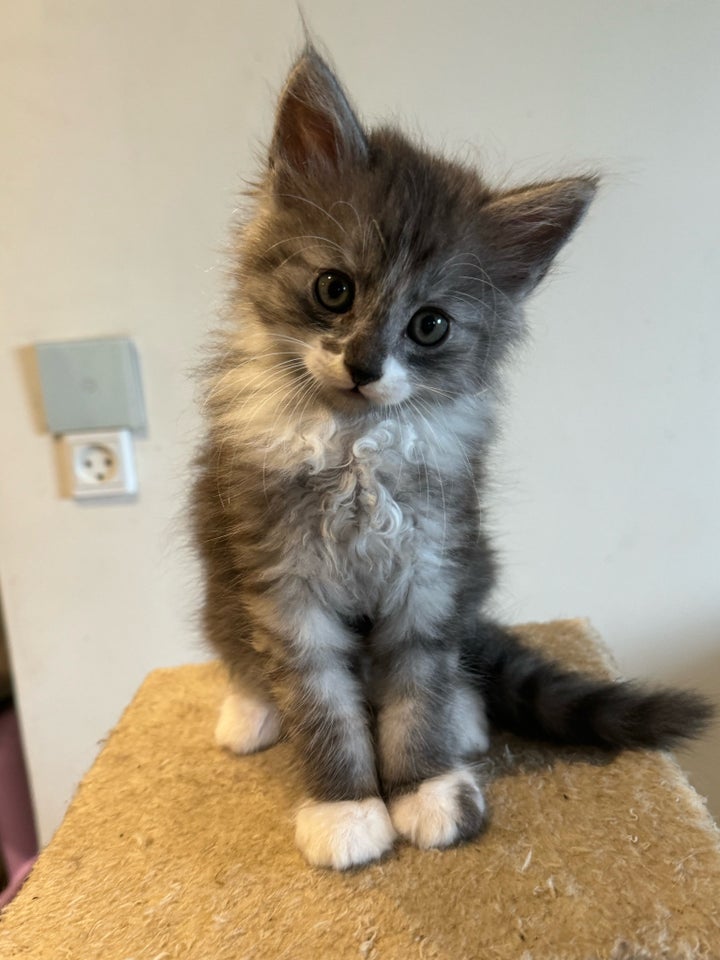 Hankilling, Angora-Maine coon