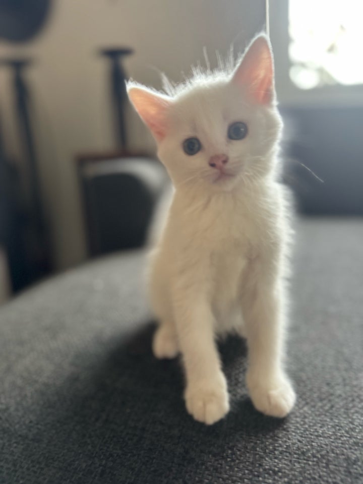 Hankilling, Angora-Maine coon