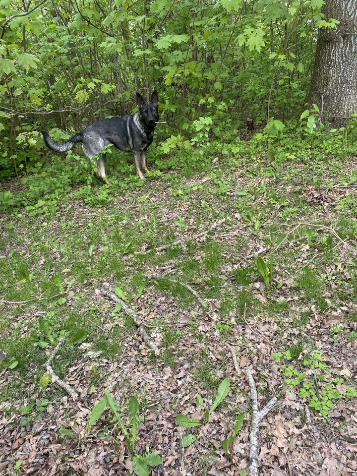 Schæfer hund 12 mdr