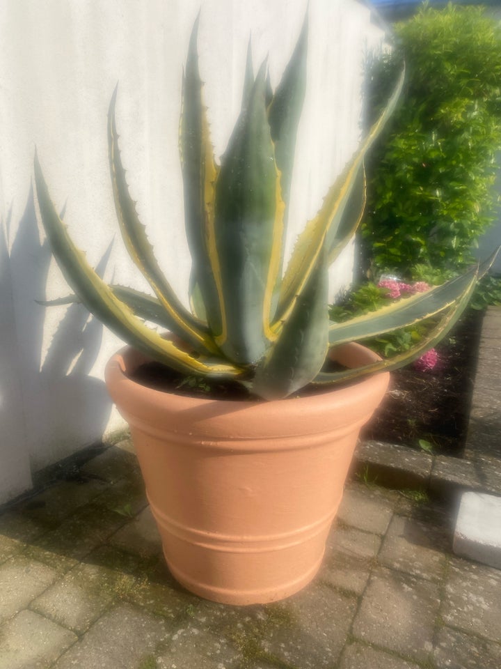 Agave