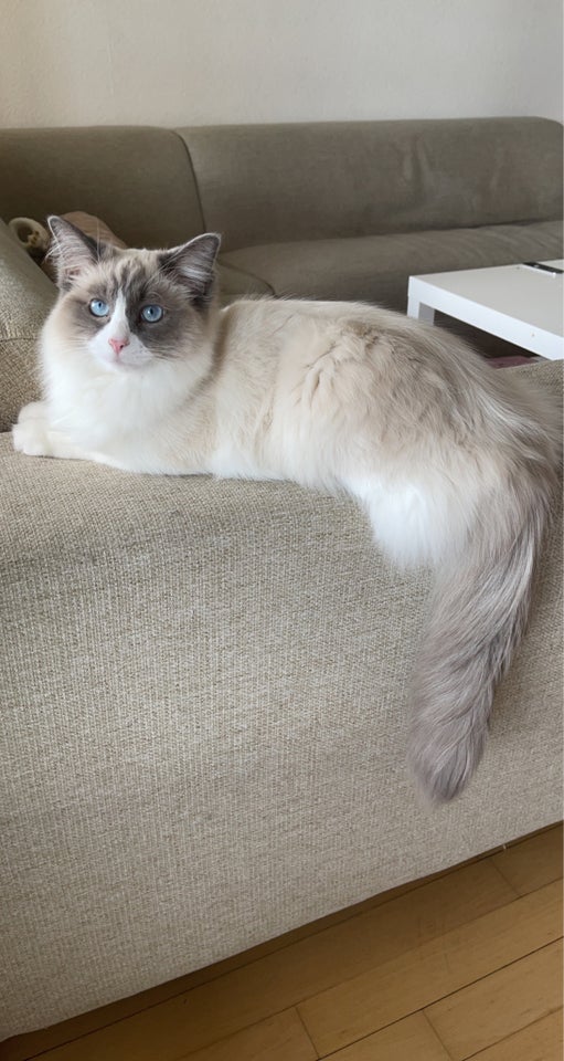 Hunkat Ragdoll (uden stamtavle) 