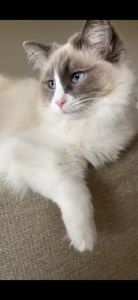 Hunkat Ragdoll (uden stamtavle) 