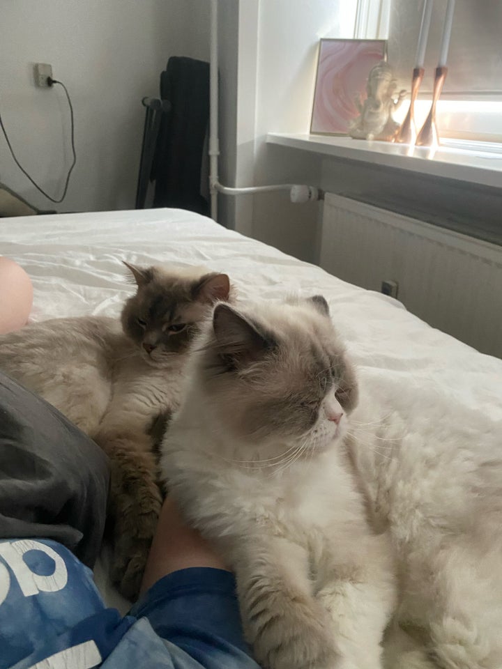 Hankat Ragdoll  2 år