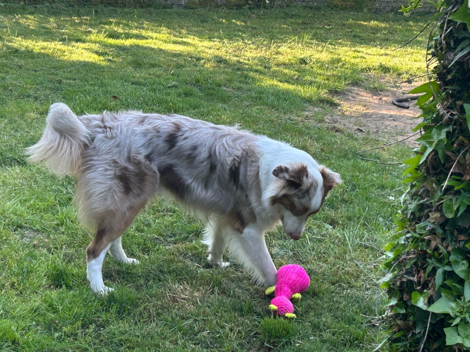 Australian Shepherd, hund, 12 mdr.