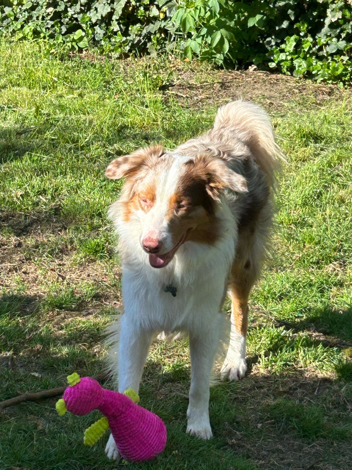 Australian Shepherd, hund, 12 mdr.