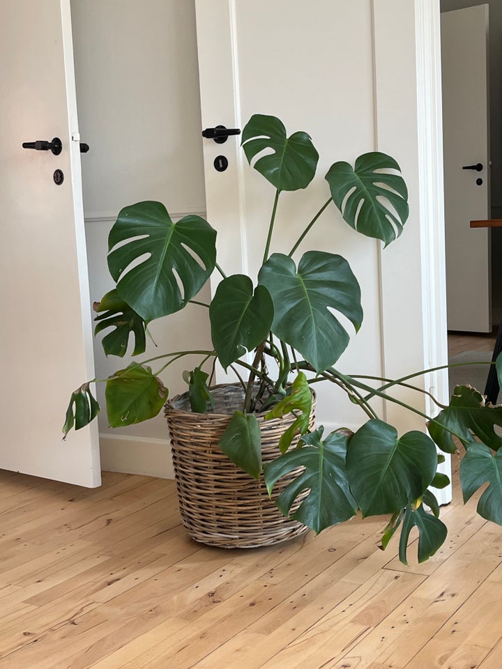 Fingerphilodendron