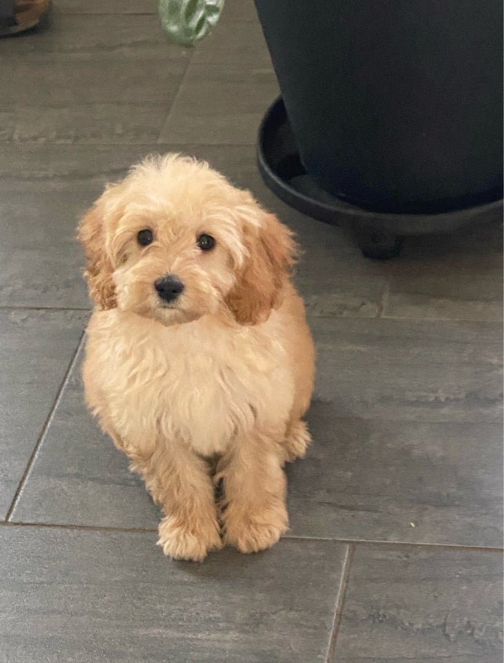 Cavapoo, hvalpe, 4 mdr.