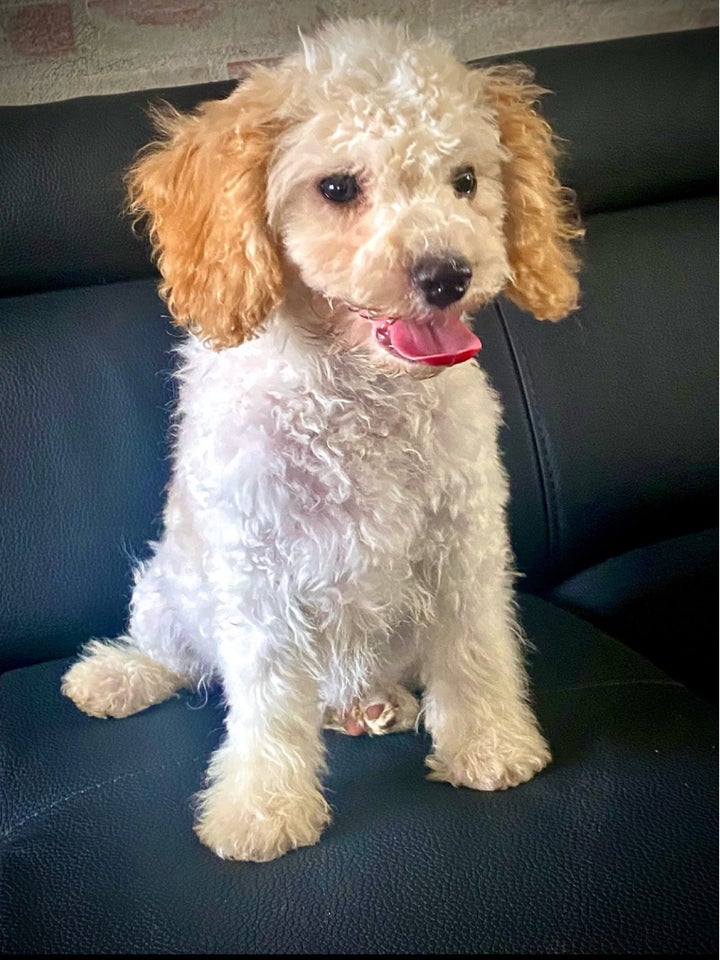 Cavapoo, hvalpe, 4 mdr.