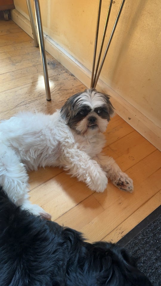 Shih Tzu  hund 7 mdr