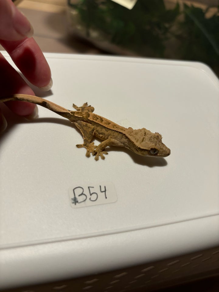 Gekko Kronegekko