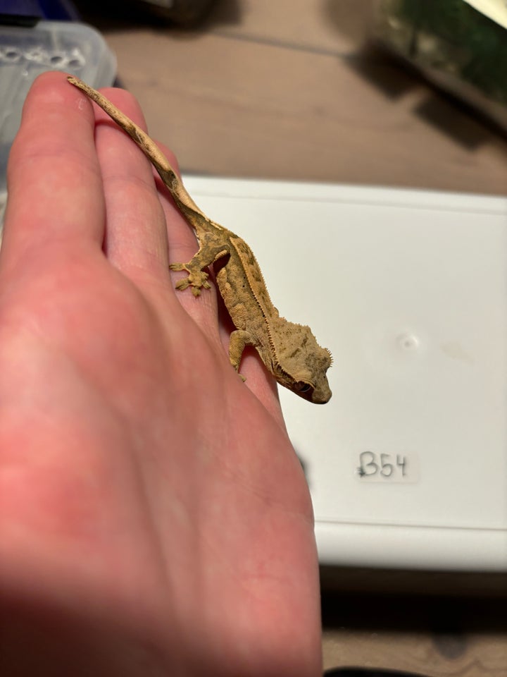 Gekko Kronegekko