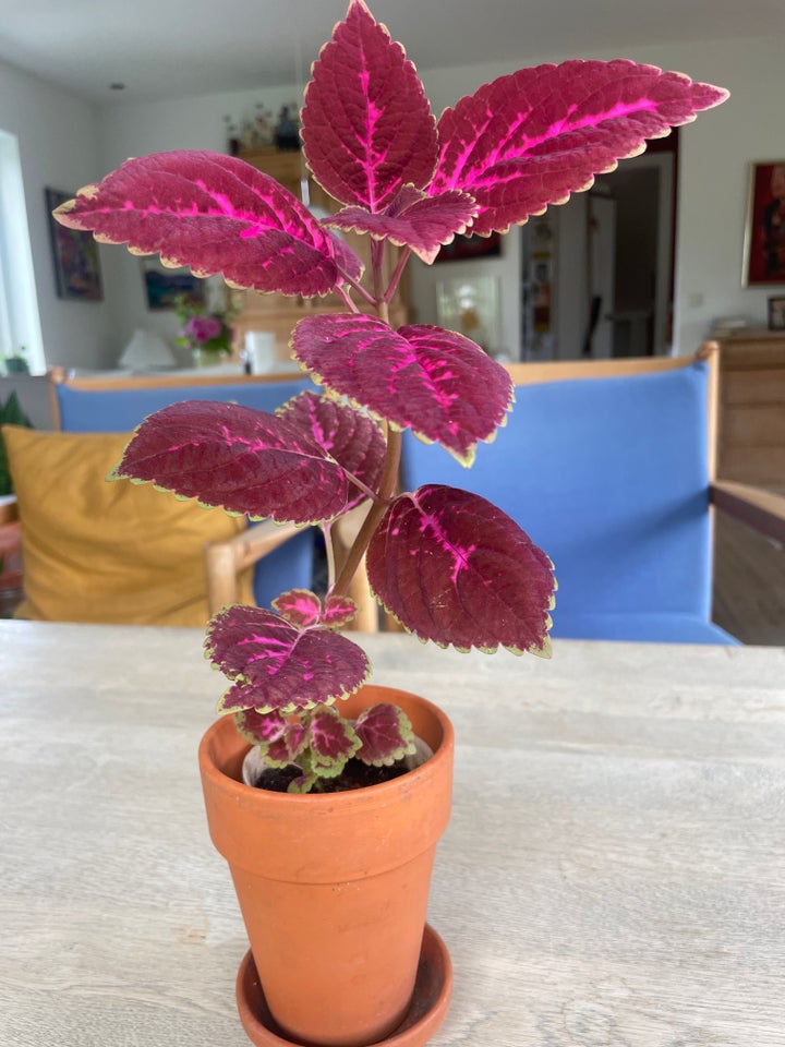 Coleus Paletblad Coleus