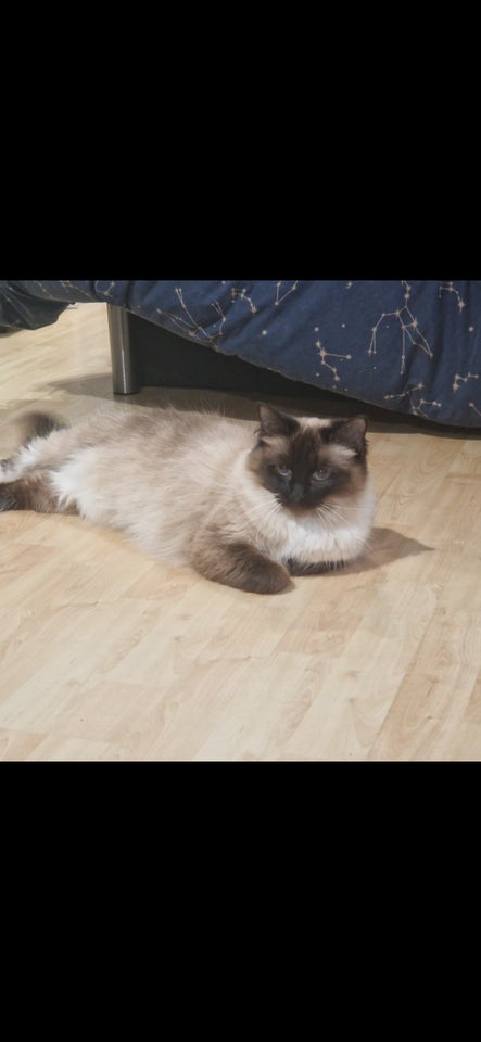 Hunkat, Ragdoll, 3 år