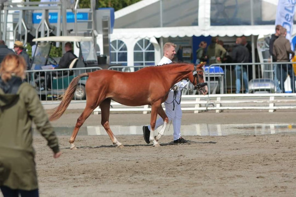 Dansk Sports Pony (DSP) hoppe 2 år