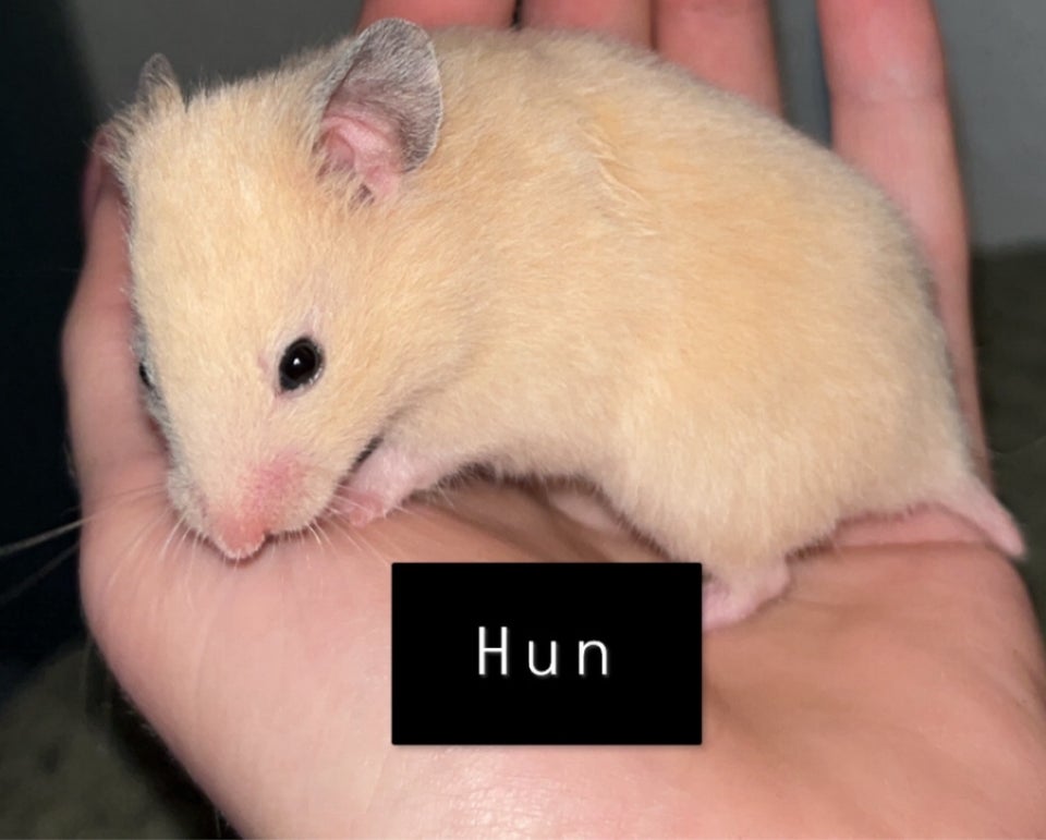 Hamster, Guldhamster, 0 år