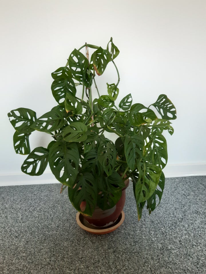 Plante  Monstera