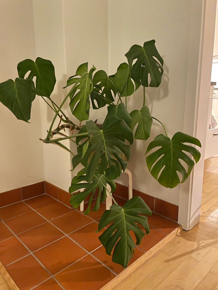 Stueplante, Monstera