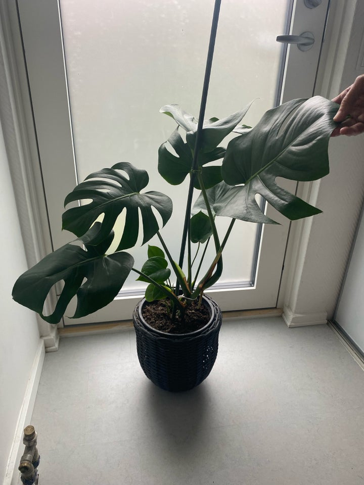 Stueplante Monstera