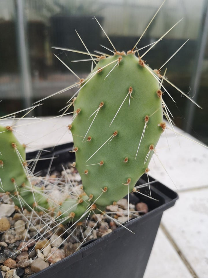 Kaktus, Opuntia Santa Rita