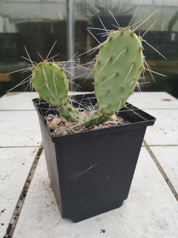 Kaktus, Opuntia Santa Rita