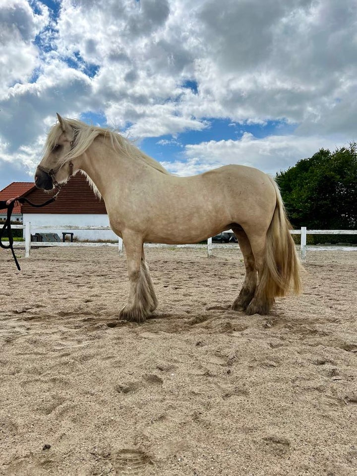 Irish Cob hoppe 6 år