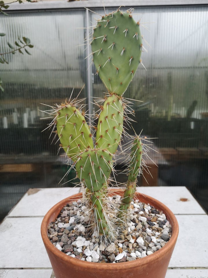 Kaktus, Opuntia engelmannii