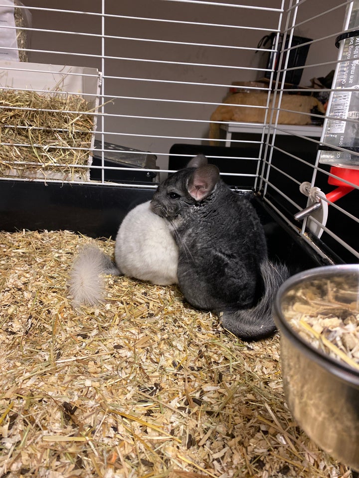 Chinchilla, 1 år