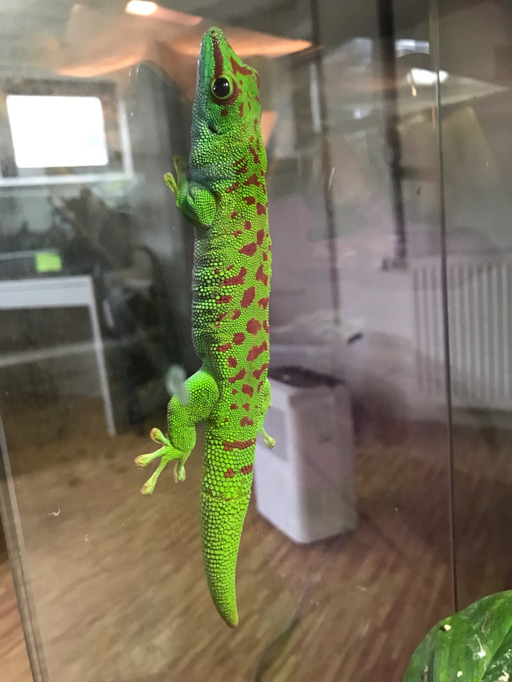 Gekko, Daggekko