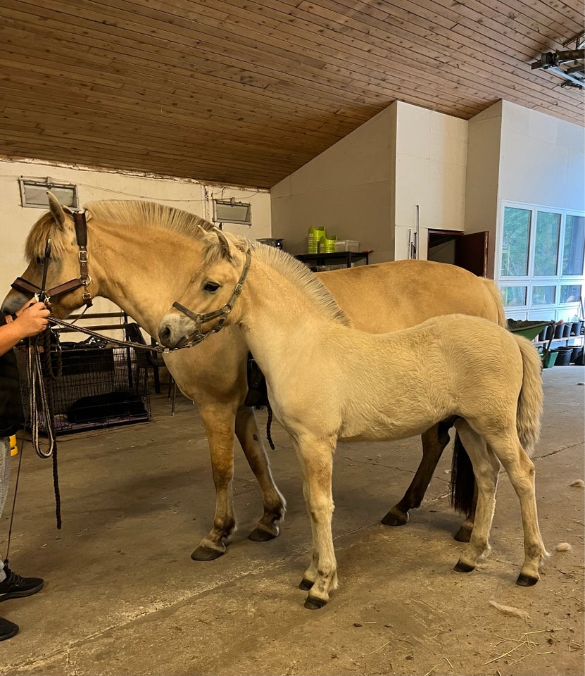 Fjordhest hingst 0 år