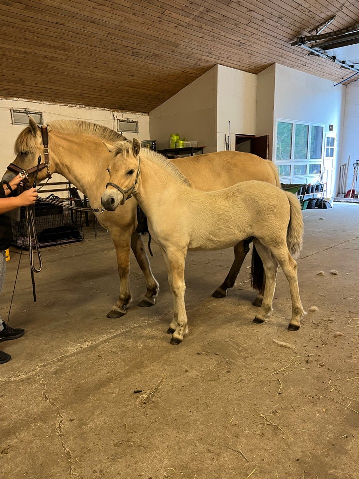 Fjordhest hingst 0 år