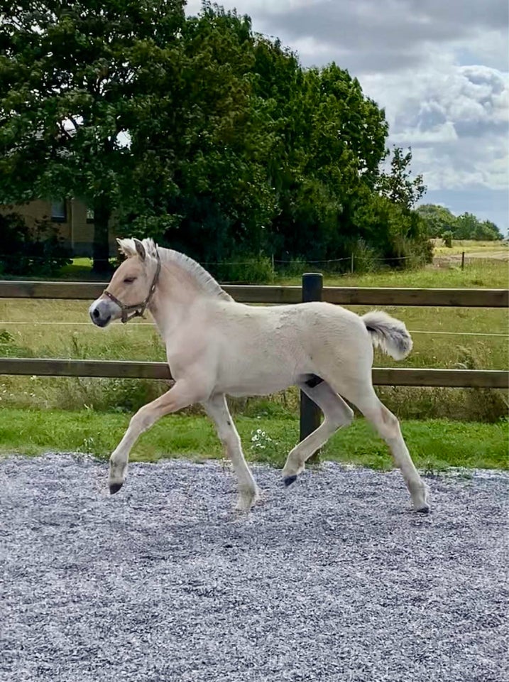 Fjordhest hingst 0 år