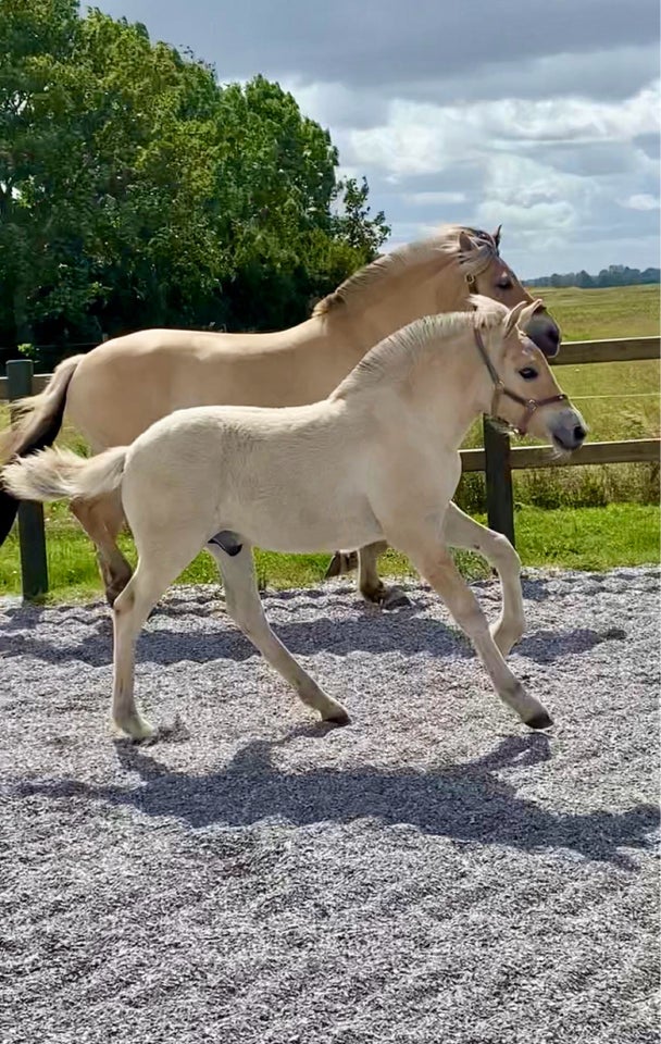 Fjordhest hingst 0 år