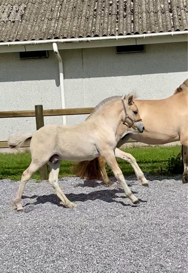 Fjordhest hingst 0 år